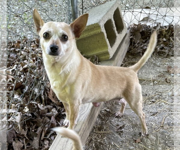 Medium Photo #4 Chihuahua-Unknown Mix Puppy For Sale in Cookeville, TN, USA