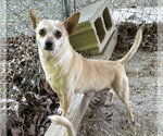 Small #3 Chihuahua Mix