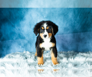 Bernese Mountain Dog Puppy for sale in SHIPSHEWANA, IN, USA