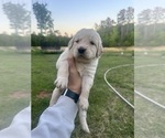 Small #6 Golden Retriever