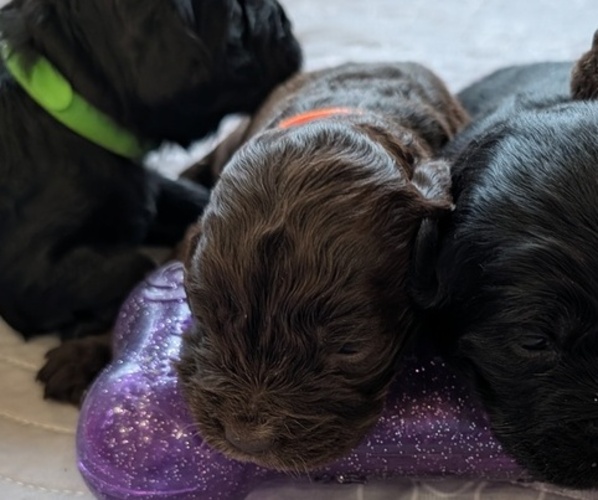 Medium Photo #11 Boykin Spaniel-Goldendoodle Mix Puppy For Sale in MORGANTON, NC, USA