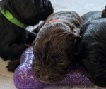 Small Photo #11 Boykin Spaniel-Goldendoodle Mix Puppy For Sale in MORGANTON, NC, USA