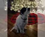 Small #1 Border Collie-Parson Russell Terrier Mix