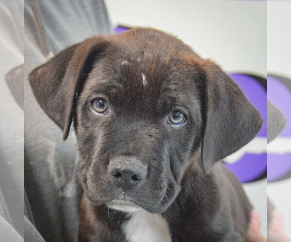 Medium Photo #6 Boxer-Unknown Mix Puppy For Sale in Huntley, IL, USA