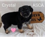 Image preview for Ad Listing. Nickname: Litter of 3