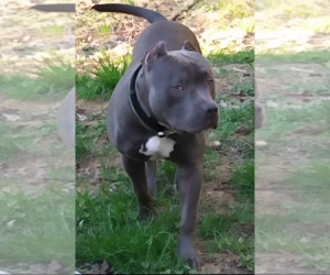 Father of the American Bully puppies born on 03/04/2026