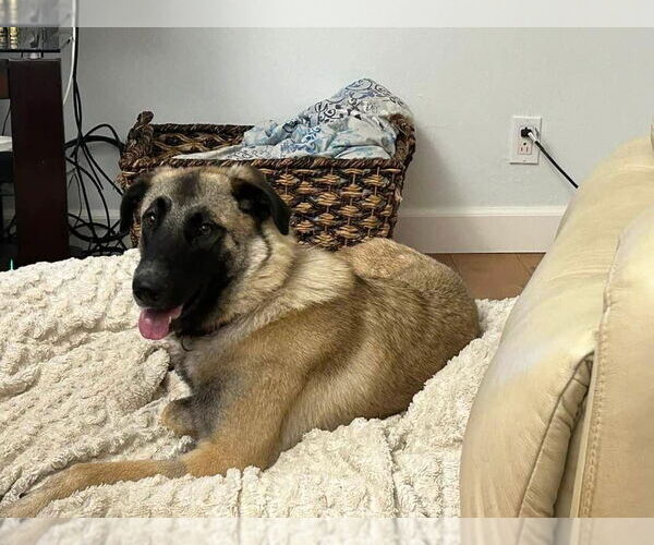 Medium Photo #9 Shepradors Puppy For Sale in Milpitas, CA, USA