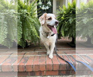 Brittany Dogs for adoption in Curwensville, PA, USA
