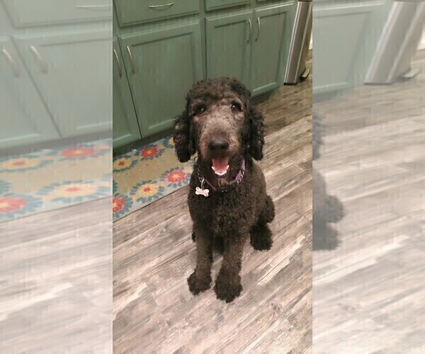 Medium Photo #1 Poodle (Standard) Puppy For Sale in CAMERON PARK, CA, USA