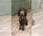 Small Photo #1 Poodle (Standard) Puppy For Sale in CAMERON PARK, CA, USA