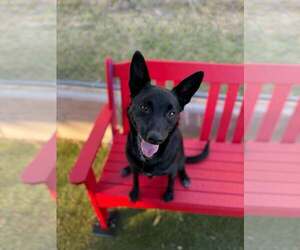 Mutt Dogs for adoption in Woodbury, NY, USA