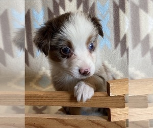 Miniature Australian Shepherd Puppy for sale in FORT MORGAN, CO, USA