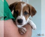 Small #1 Labrador Retriever Mix