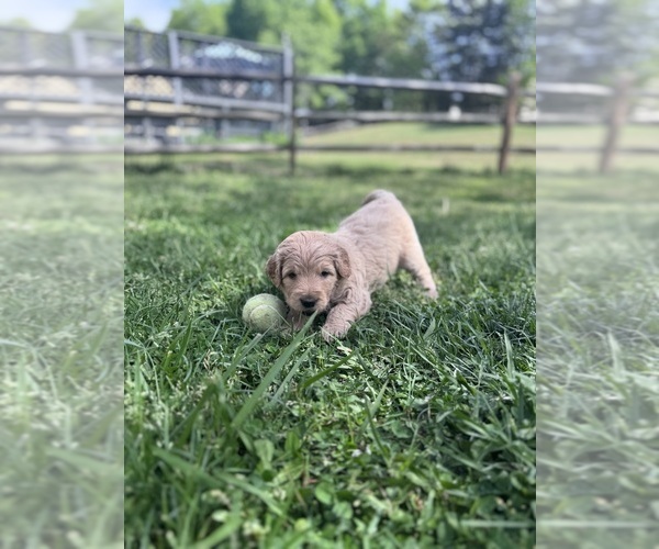Medium Photo #5 Goldendoodle Puppy For Sale in MATTHEWS, NC, USA