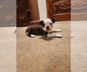 Boston Terrier Puppy for sale in WILLIAMSBURG, MO, USA