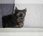 Small Photo #7 Yorkshire Terrier Puppy For Sale in CHICAGO, IL, USA