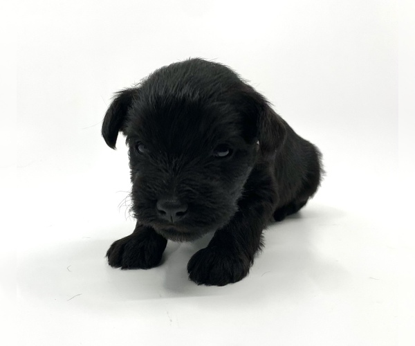 Medium Photo #5 Schnauzer (Miniature) Puppy For Sale in WINTERVILLE, GA, USA