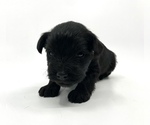 Small Photo #5 Schnauzer (Miniature) Puppy For Sale in WINTERVILLE, GA, USA