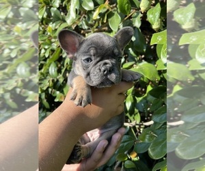 French Bulldog Puppy for sale in LONG BEACH, CA, USA