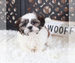Small #1 Shih Tzu