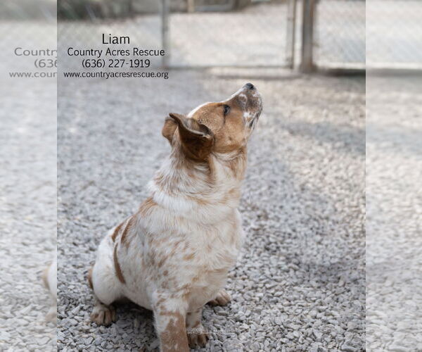 Medium Photo #2 Mutt Puppy For Sale in Manchester, MO, USA