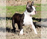 Small Photo #31 Boston Terrier Puppy For Sale in WINNSBORO, TX, USA