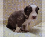 Small #3 Border Collie