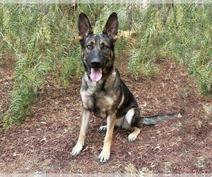 German Shepherd Dog Dogs for adoption in San Diego, CA, USA