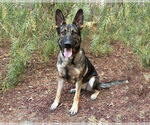 Small German Shepherd Dog