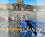 Small Photo #3 Golden Retriever Puppy For Sale in STILLWATER, OK, USA