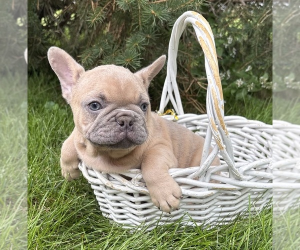 Medium Photo #3 French Bulldog Puppy For Sale in MIDDLEBURY, IN, USA