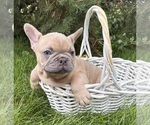 Small #2 French Bulldog