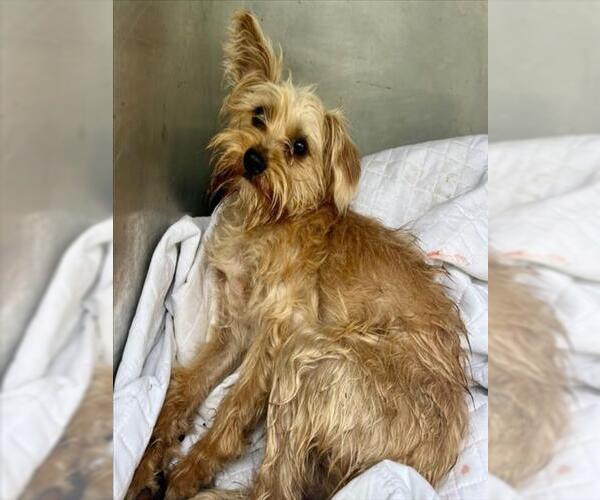 Medium Photo #1 Mutt Puppy For Sale in Woodland, CA, USA