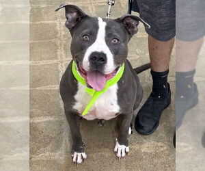 American Pit Bull Terrier Dogs for adoption in Marina Del Rey, CA, USA