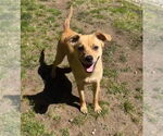 Small Photo #10 Mutt Puppy For Sale in pomfret, CT, USA