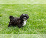 Small #4 Shih-Poo
