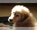 Small #5 Goldendoodle