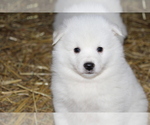 Small #3 American Eskimo Dog