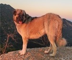 Small Photo #15 Anatolian Shepherd-Great Pyrenees Mix Puppy For Sale in AGOURA HILLS, CA, USA