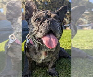 Cookie Crisp - Adopt Me! - Female French Bulldog-Unknown Mix Dog for Adoption - Photo #5