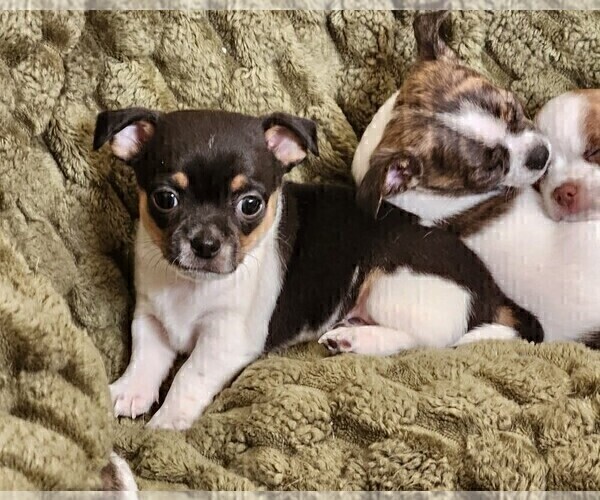 Medium Photo #8 Chihuahua Puppy For Sale in RUSTBURG, VA, USA