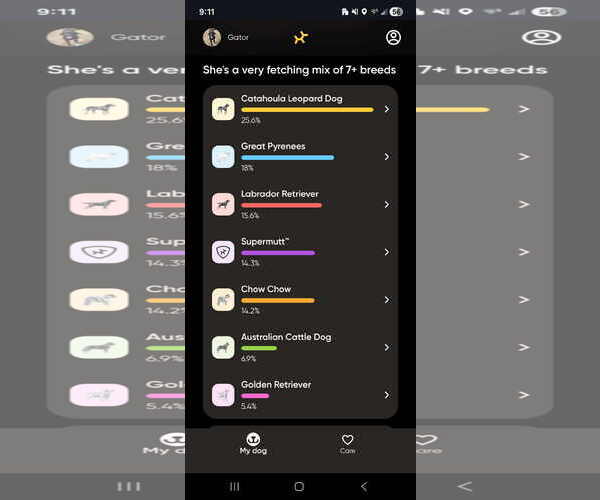 Medium Photo #7 Catahoula Leopard Dog-Labrador Retriever Mix Puppy For Sale in Crystal, MN, USA