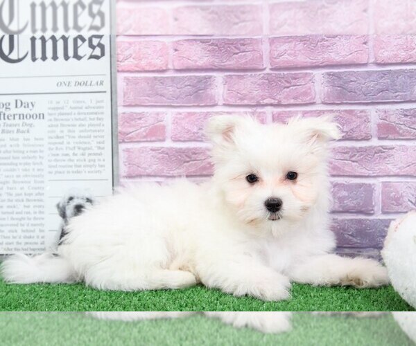 Medium Photo #4 Maltese Puppy For Sale in BEL AIR, MD, USA
