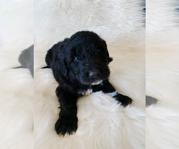 Medium Photo #2 Pyredoodle Puppy For Sale in CHANDLER HEIGHTS, AZ, USA