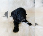 Small Photo #2 Pyredoodle Puppy For Sale in CHANDLER HEIGHTS, AZ, USA