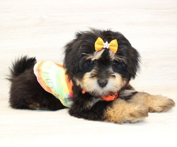 Medium Photo #11 Pom-A-Poo Puppy For Sale in LAS VEGAS, NV, USA