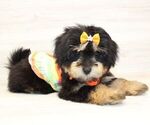 Small Photo #11 Pom-A-Poo Puppy For Sale in LAS VEGAS, NV, USA