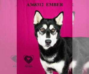 Siberian Husky Dogs for adoption in Stockton, CA, USA