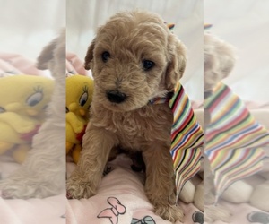Miniature Labradoodle Puppy for Sale in BLUFFTON, South Carolina USA