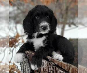 Labradoodle Puppy for sale in MILLVILLE, MN, USA
